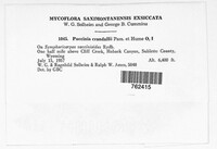 Puccinia crandallii image